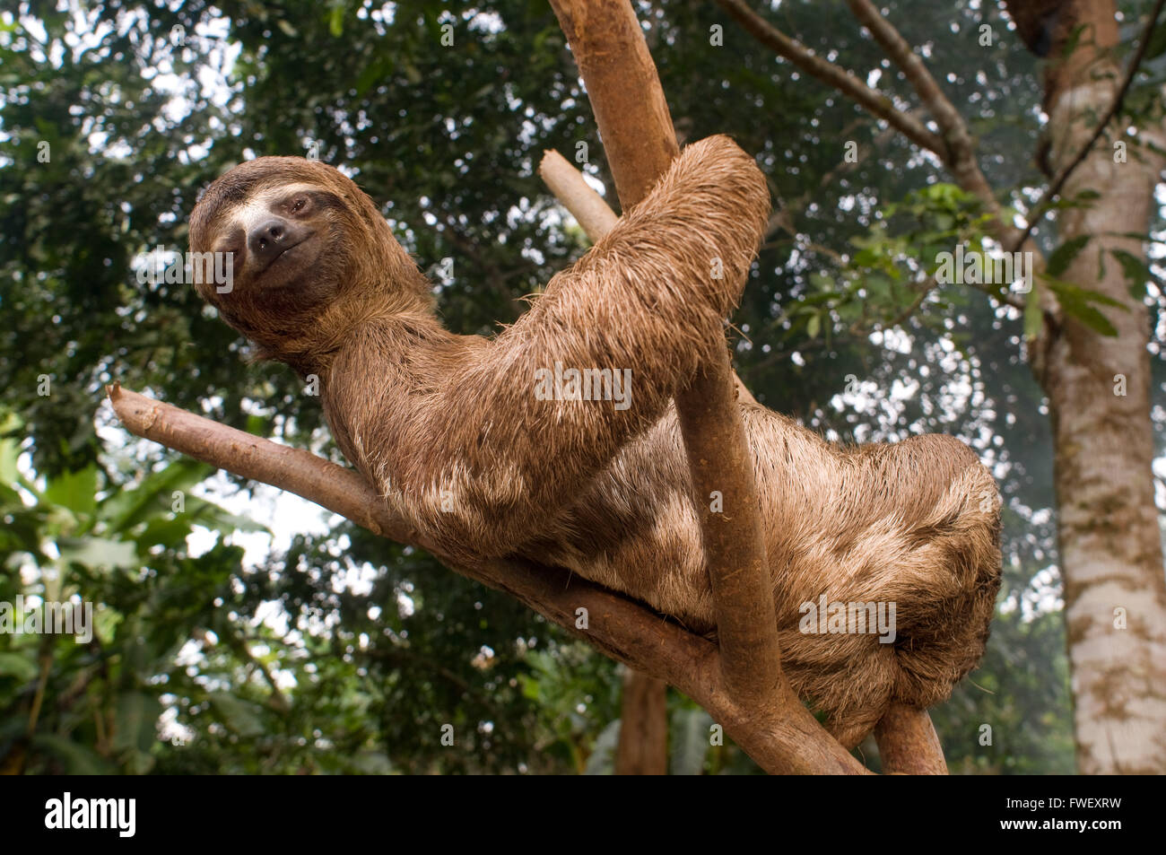 Un oso perezoso, se subió a un árbol en un bosque primario en la selva amazónica, cerca de la ciudad de Iquitos, Loreto, Perú. Los perezosos son medianas m Foto de stock