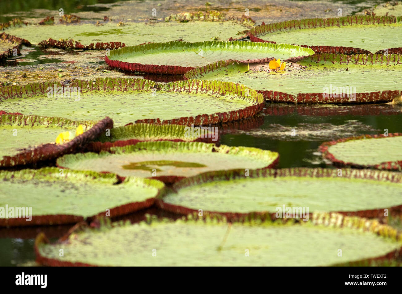 Flor de la Victoria Amazonica, o Victoria Regia, planta acuática más grande  del mundo en Río Amazonas cerca de Iquitos, Loreto Fotografía de stock -  Alamy