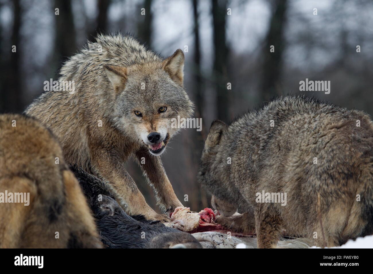 Lobos agresivos para presas en Belarús Fotografía de stock - Alamy