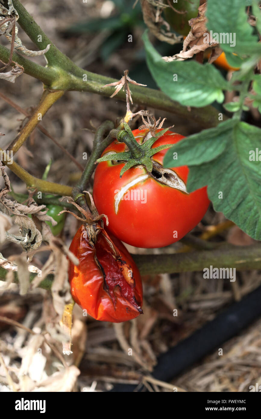 Tomates podridos en el árbol de la vid Foto de stock