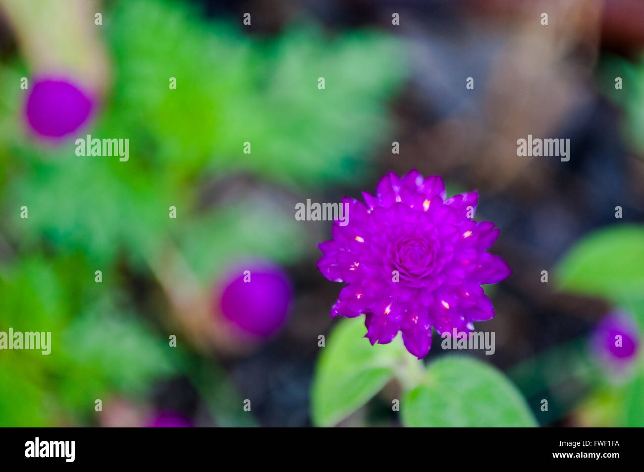 Globo violeta amaranto (Gomphrena globosa) flor vista superior Foto de stock