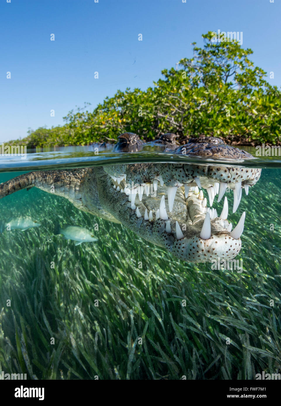 El cocodrilo de agua salada, Crocodylus porosus, Jardines de la Reina, Cuba, Mar Caribe Foto de stock