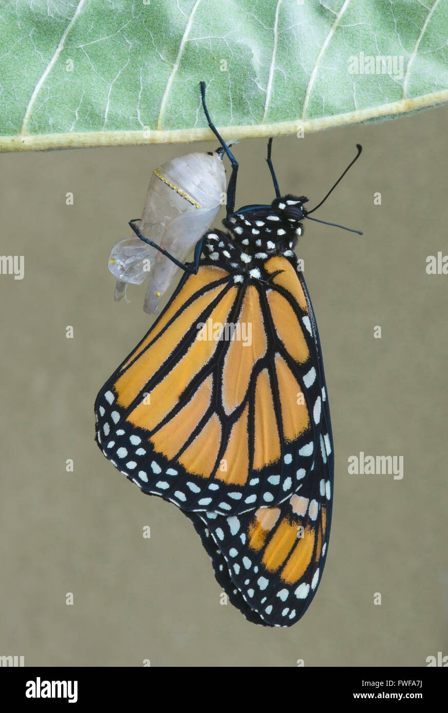 Mariposa monarca Danaus plexippus adulto saliendo de la crisálida y secado de este de los EE.UU. Foto de stock