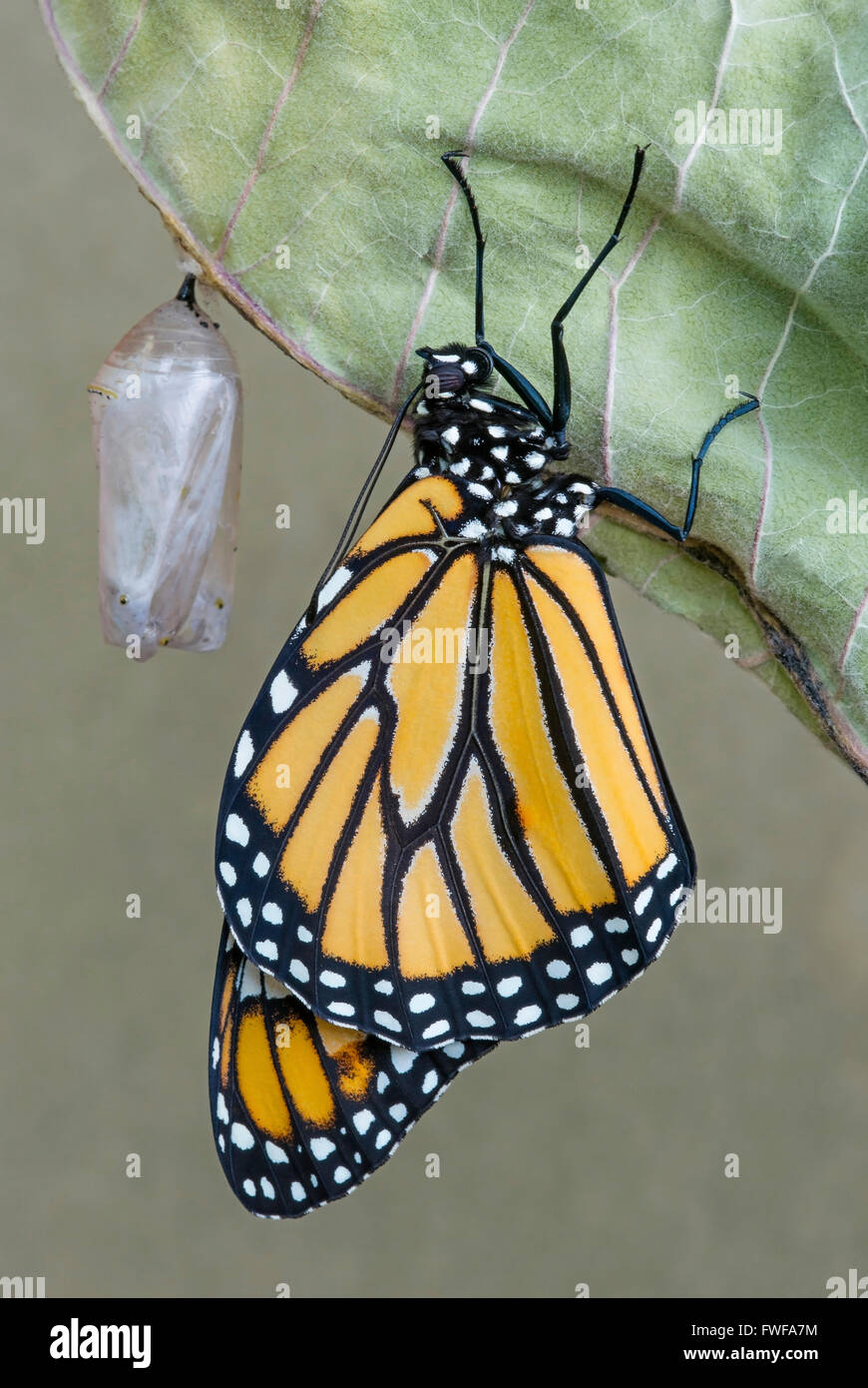 Mariposa monarca Danaus plexippus adulto saliendo de la crisálida y secado de este de los EE.UU. Foto de stock