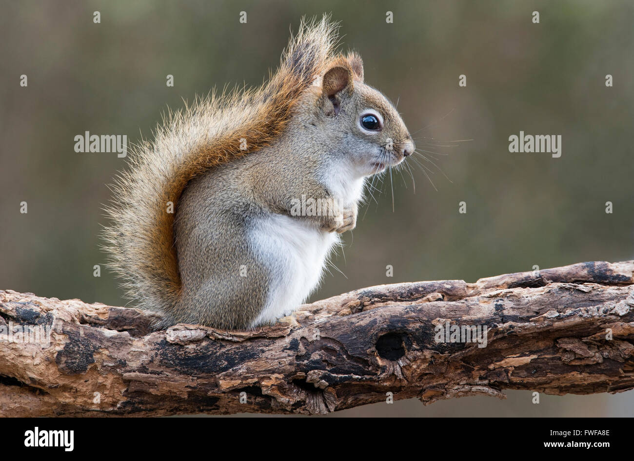 Ardilla Roja oriental haciendo sonidos (Tamiasciurus hudsonicus o Sciurus) E América del Norte Foto de stock
