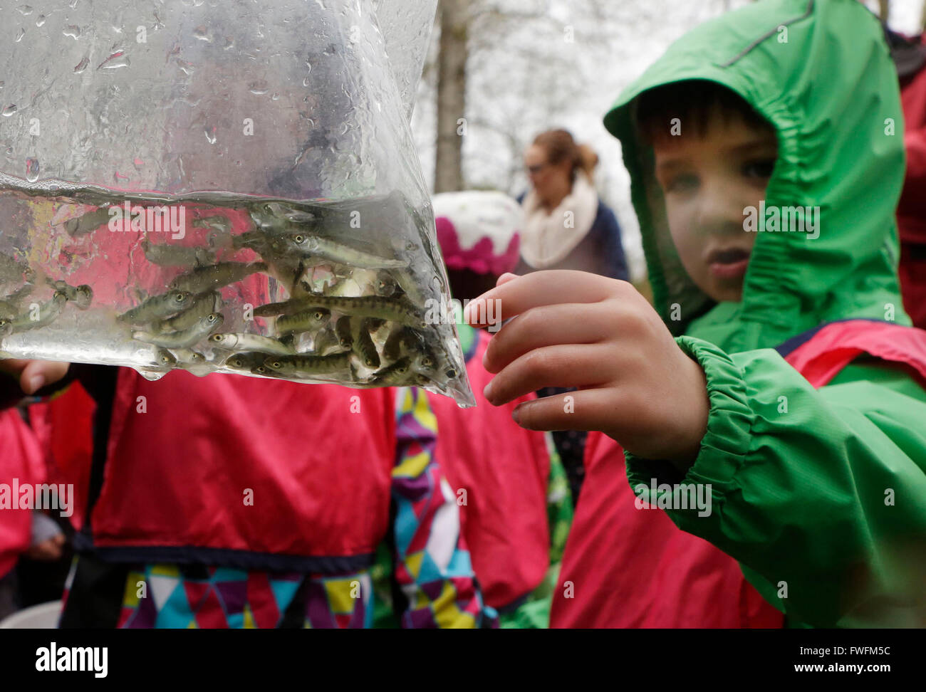 Vancouver. 6 abr, 2016. Un niño toma una mirada más cercana a una bolsa de preparado para liberar los salmones juveniles en Burnaby, Canadá, Abril 5, 2016. Investigadores del Instituto de Ríos de British Columbia Institute of Technology (BCIT) junto con un grupo de niños liberar alrededor de 20.000 salmones juveniles en Burnaby's Guichon Creek para probar el entorno ecológico y demostrar cuán exitosos creek esfuerzos de restauración han sido en los últimos decenios. © Liang Sen/Xinhua/Alamy Live News Foto de stock