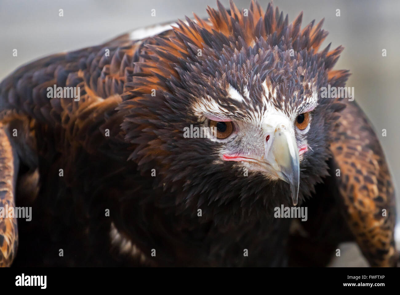 Águila de cola en cuña Foto de stock