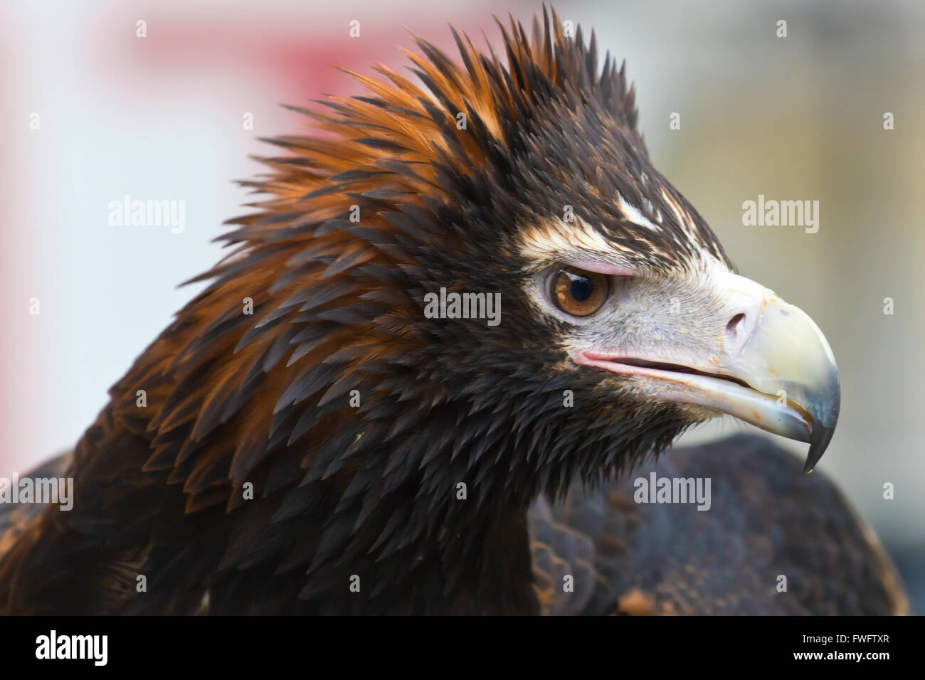 Águila de cola en cuña Foto de stock