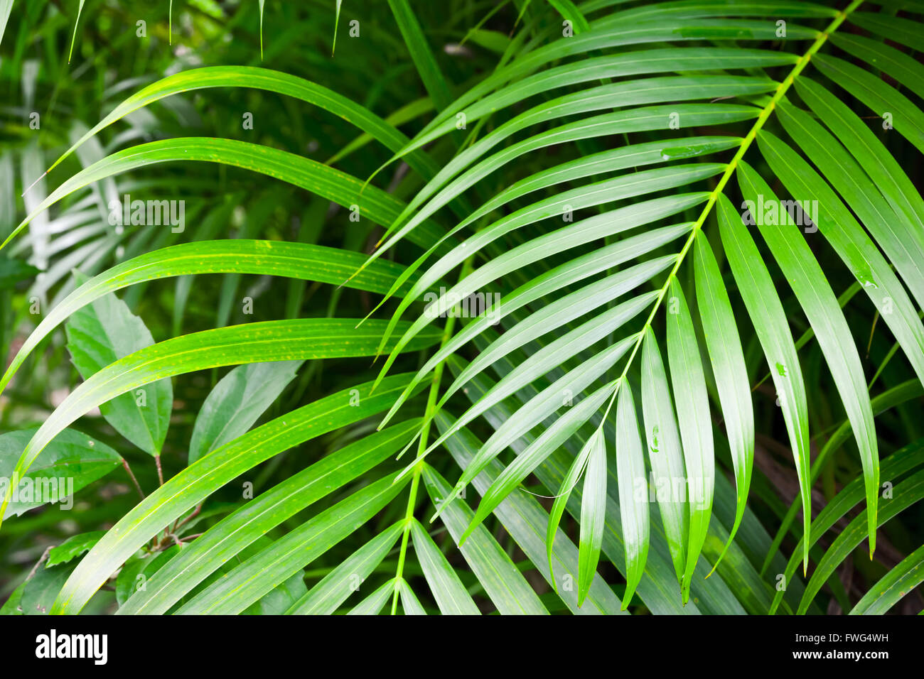 Hojas de palmera de color verde brillante, la naturaleza tropical foto de fondo Foto de stock
