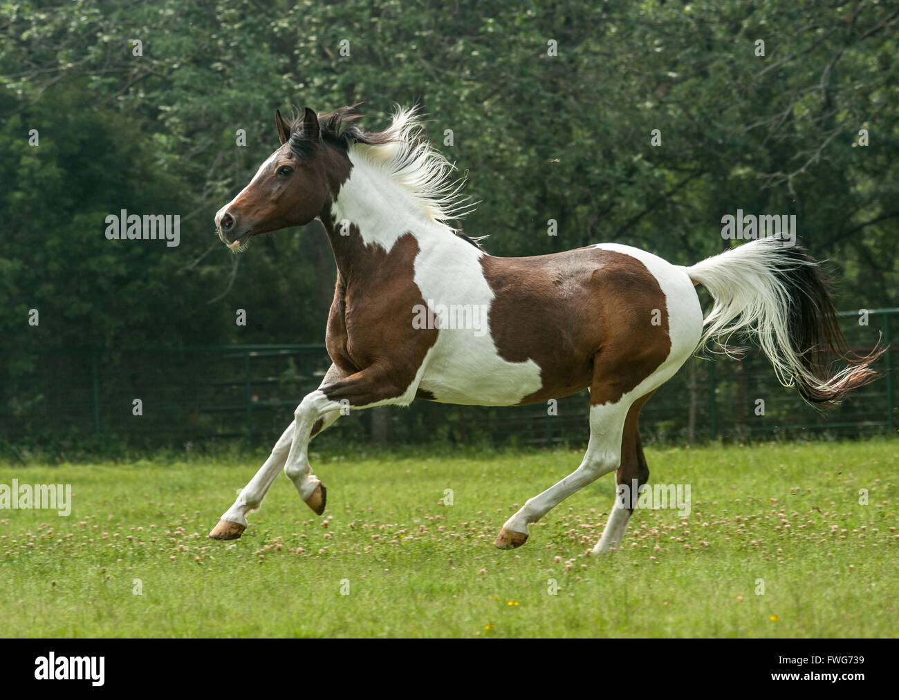 Espectáculo nacional caballo/Pinto cruz mare Foto de stock