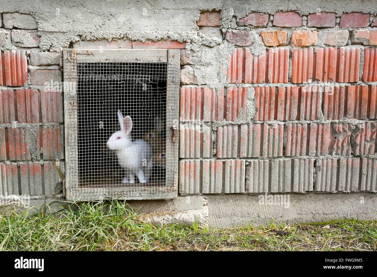 Una jaula de conejos en una granja en el campo Fotografía de stock - Alamy
