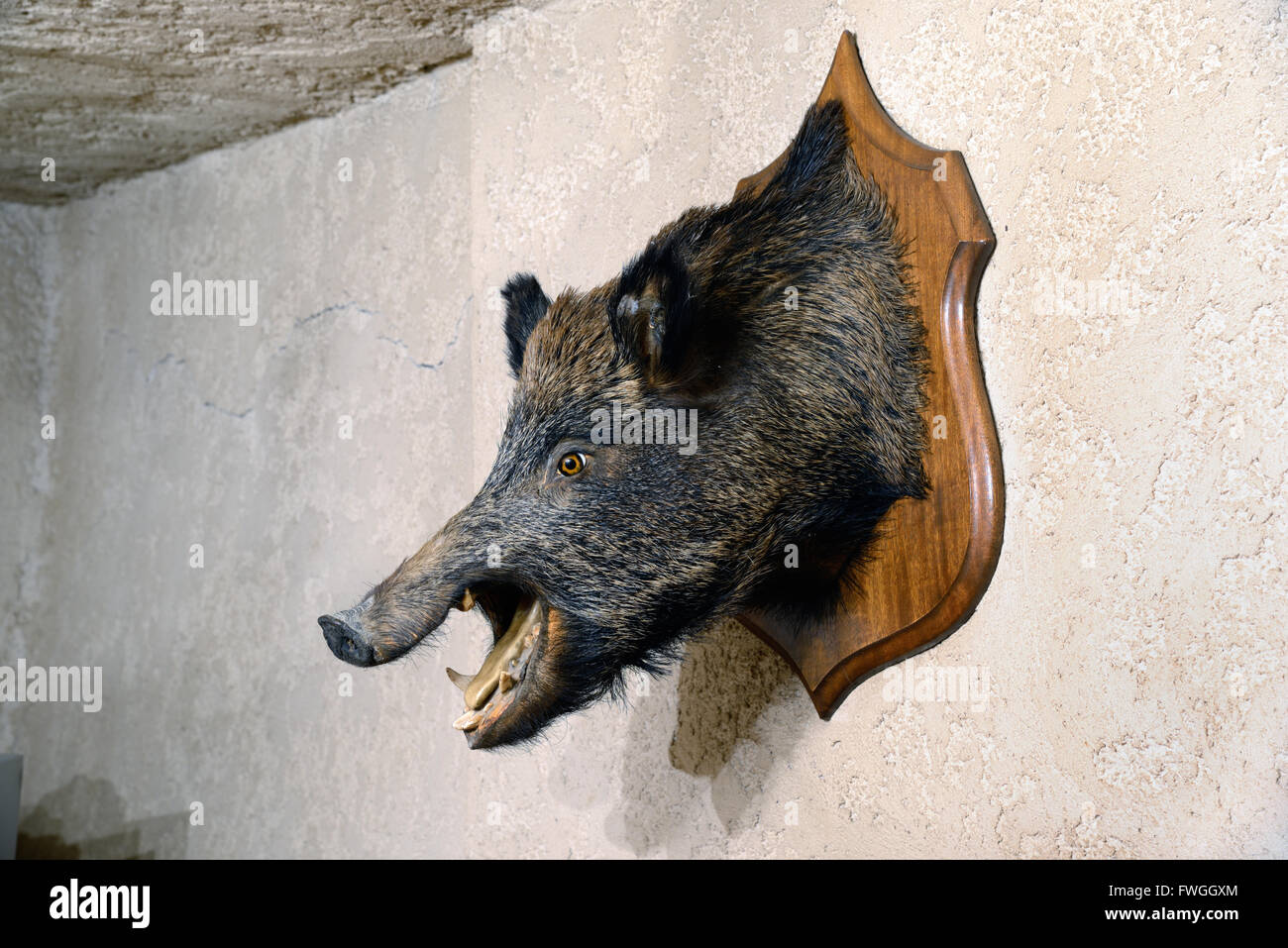 Oso de peluche cabeza , los suidos salvajes o cerdo salvaje europeo , Sus scrofa, Trofeo, Provence, Francia Foto de stock