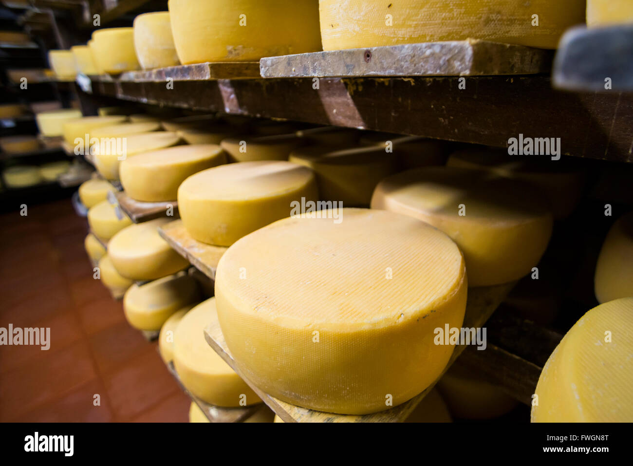 Maduración de queso en una tradicional Hacienda Zuleta ecuatoriano, Imbabura, Ecuador, Sudamérica Foto de stock