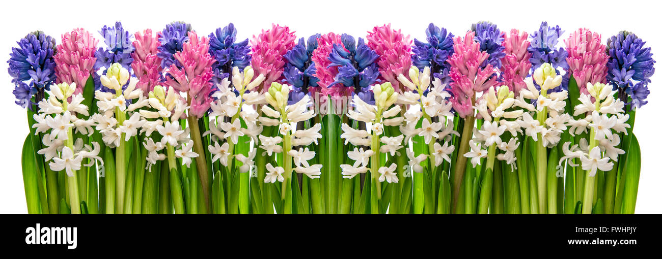 Flores de jacinto. Rosa, Azul, flores blancas. Banner Floral Foto de stock