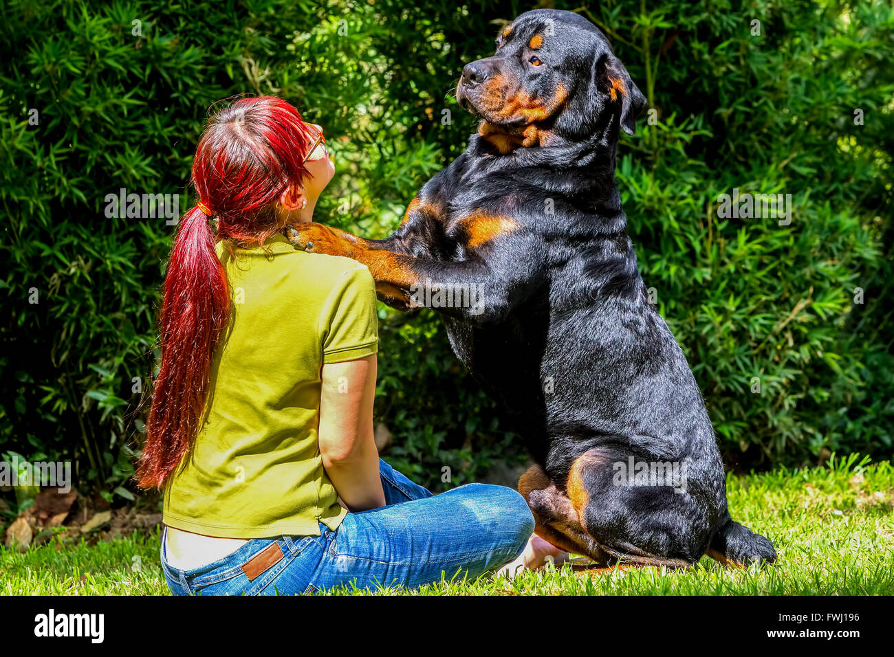 Joven y su mejor amigo adulto de pura raza rottweiler K9 Foto de stock
