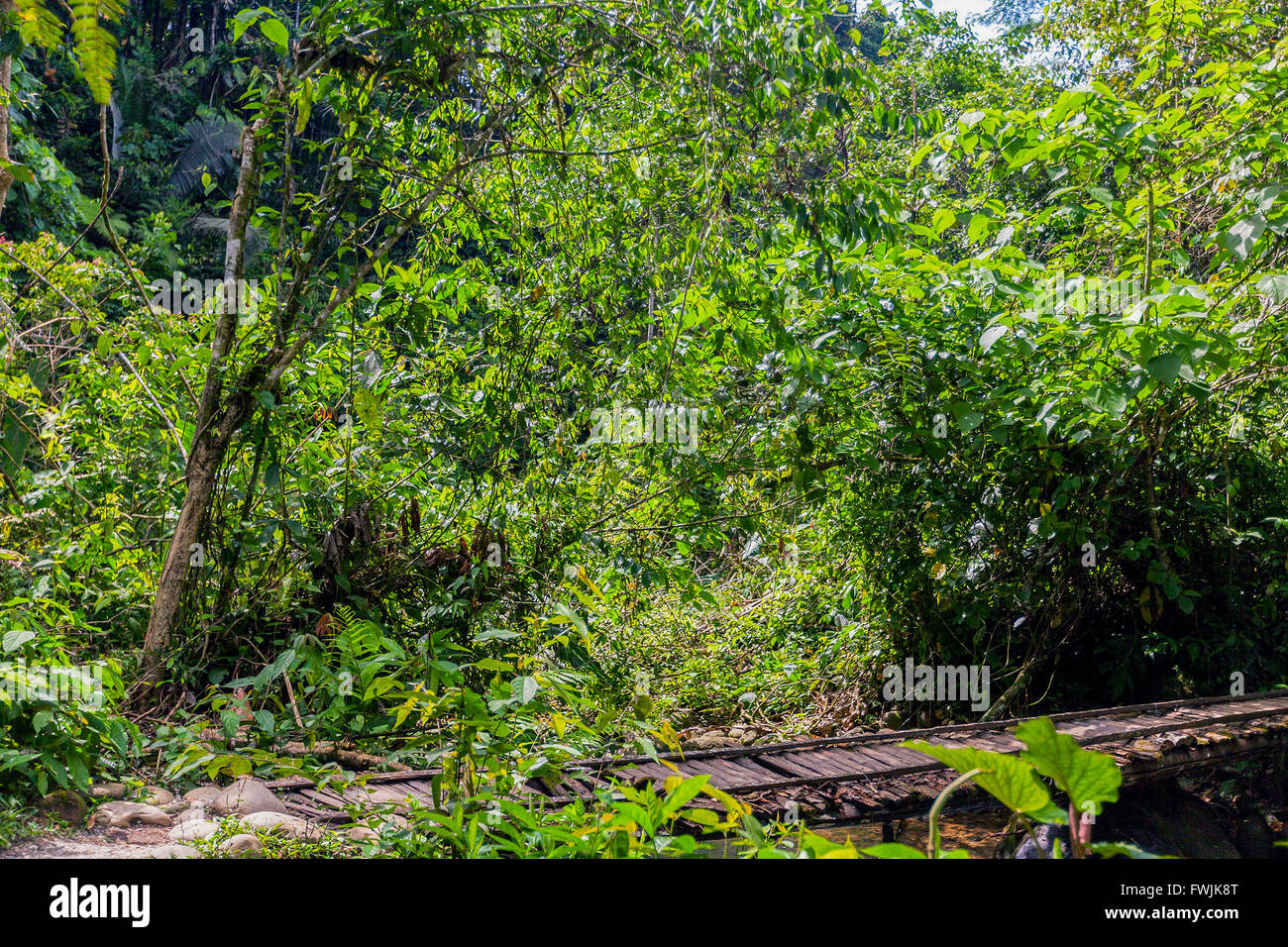 La selva tropical en la selva amazónica, Parque Nacional Yasuni, Sudamérica Foto de stock