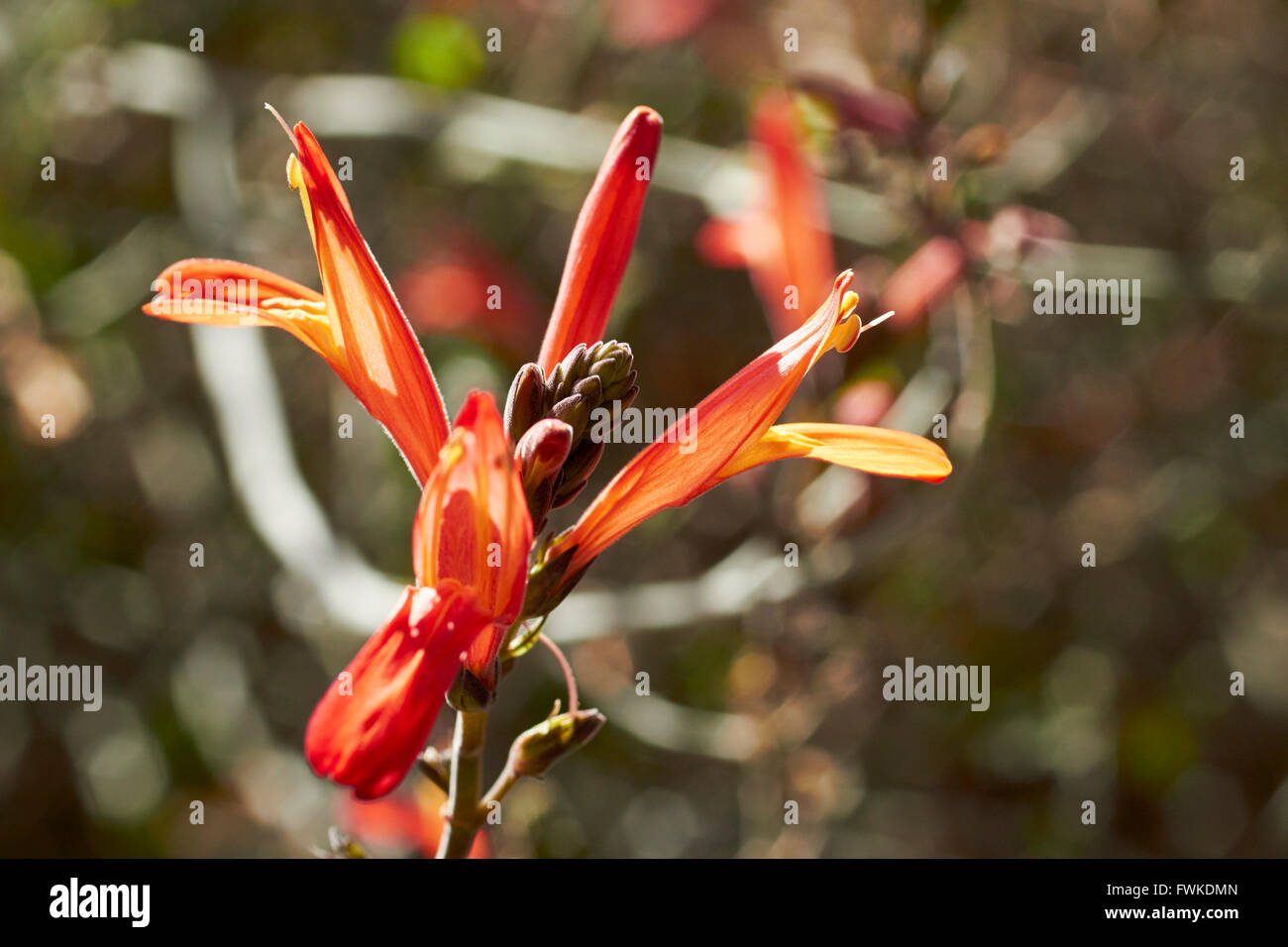 Colibri Flor la brotación y floración, Bouvardia ternifolia, Joshua Tree National Park, Twentynine Palms, California, EE.UU. Foto de stock