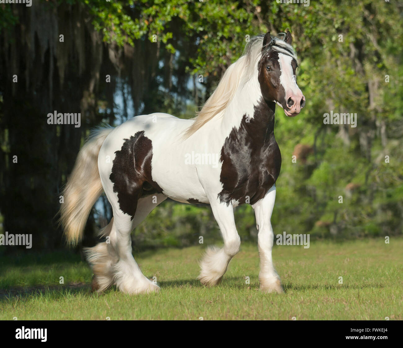 Vanner gitana caballo semental Foto de stock