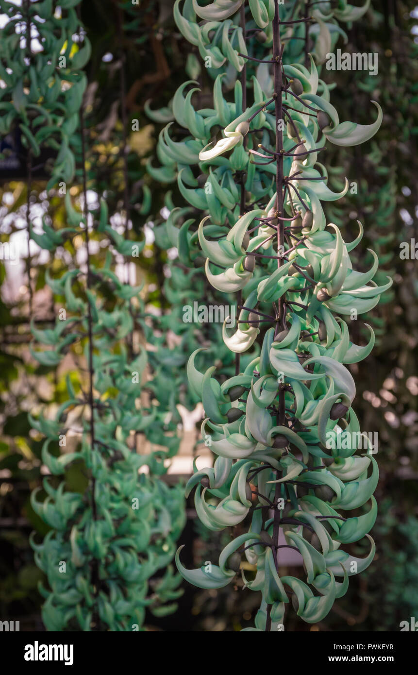 Flores de color verde pastel de Jade Vines (Strongylodon Macrobotrys -  Fabaceae) colgando del techo Fotografía de stock - Alamy