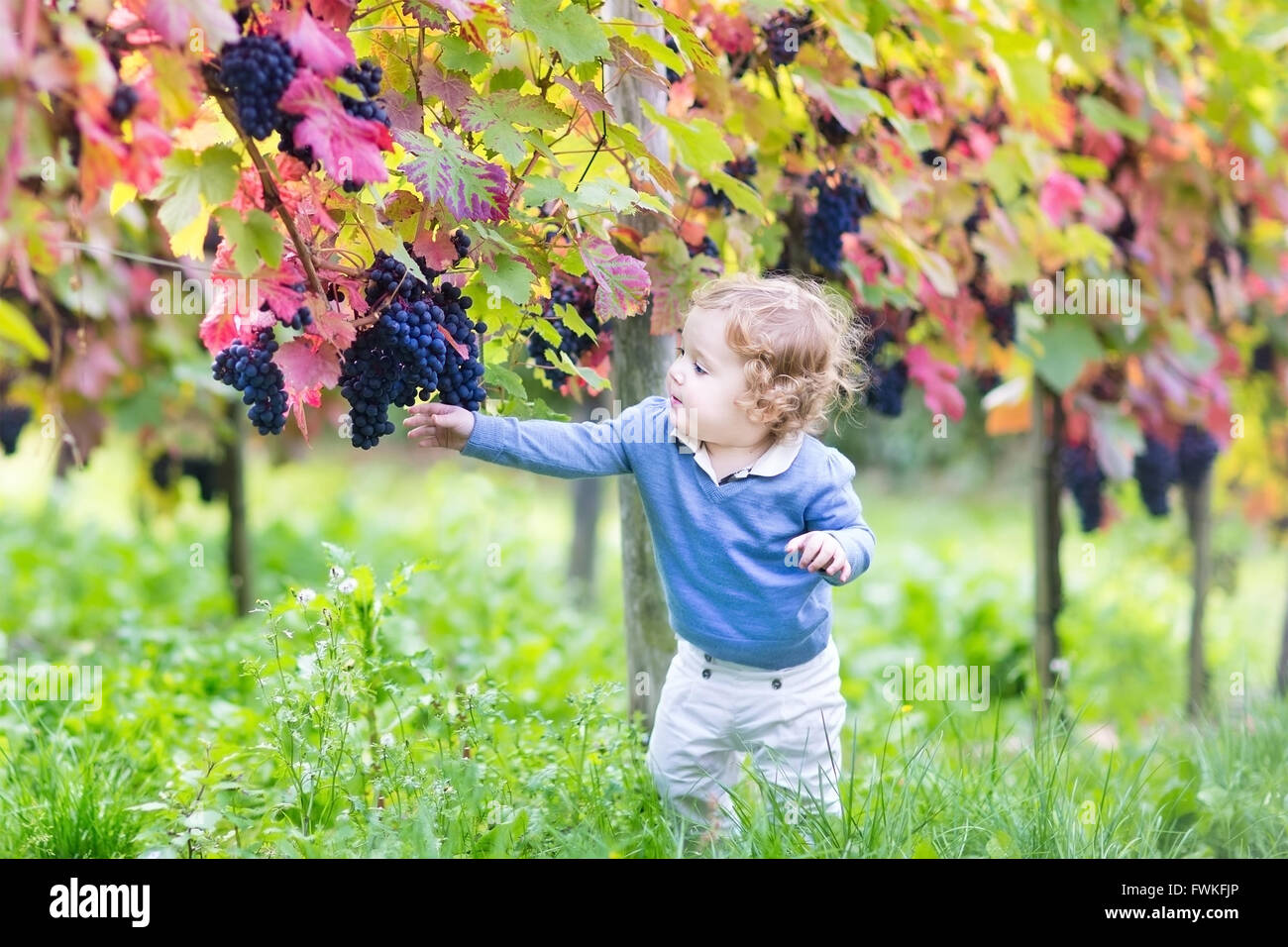 Lindo bebé niña comiendo uvas frescas en un bello otoño soleado patio vid Foto de stock
