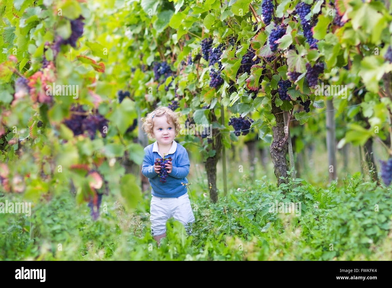 Lindo bebé niña comiendo uvas frescas en un bello otoño soleado patio vid Foto de stock