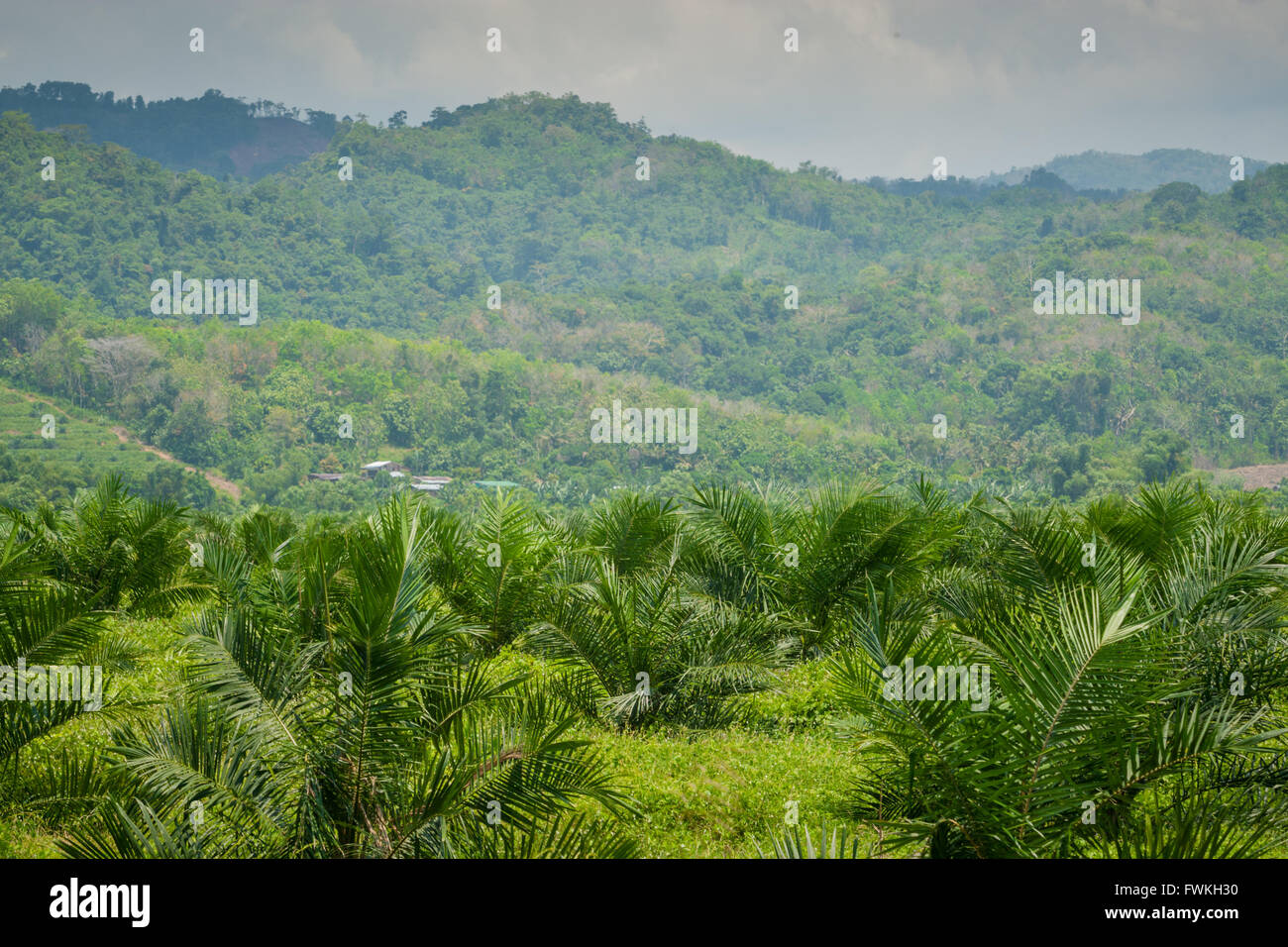 Las plantaciones de palma de aceite, Sabah, Borneo septentrional Foto de stock
