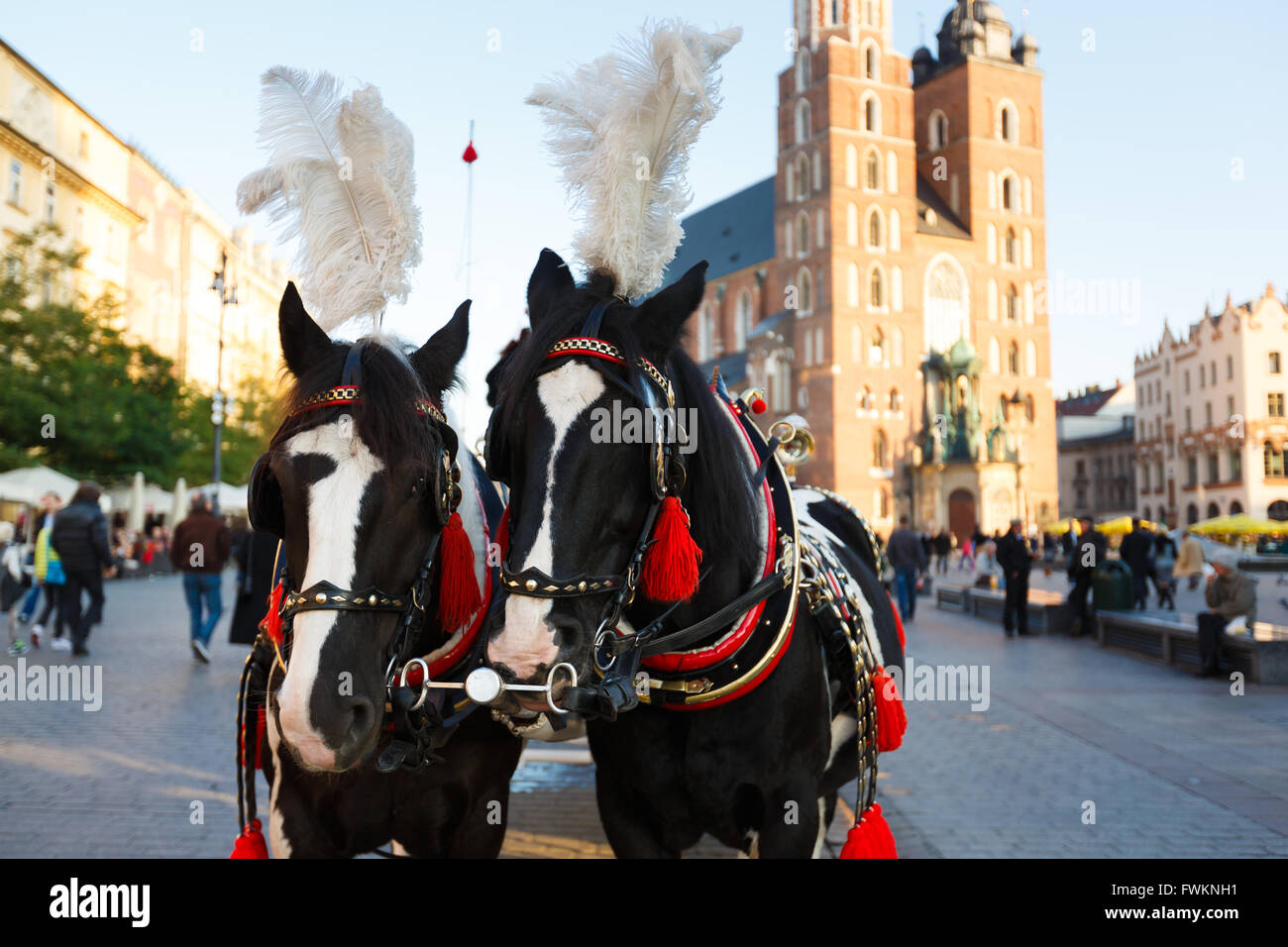 Royal Caballos en la plaza del Mercado de Cracovia, Polonia Foto de stock