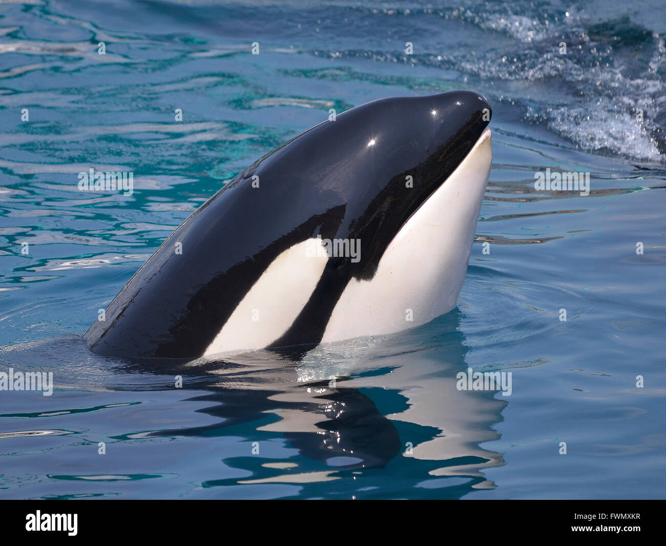 Cabeza de orca (Orcinus orca) en agua azul Foto de stock