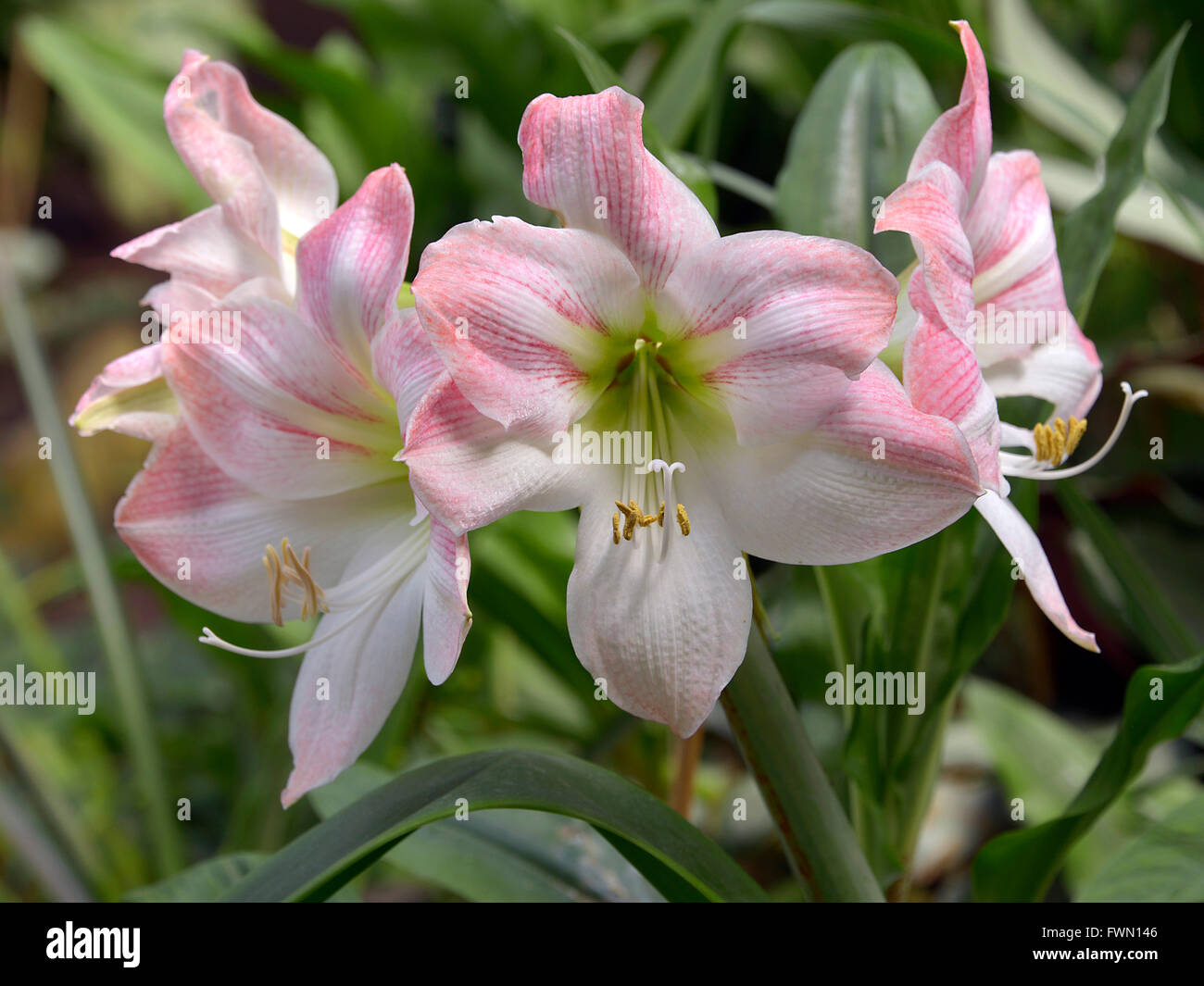 Closeup flores lilium blanco y rosado Fotografía de stock - Alamy