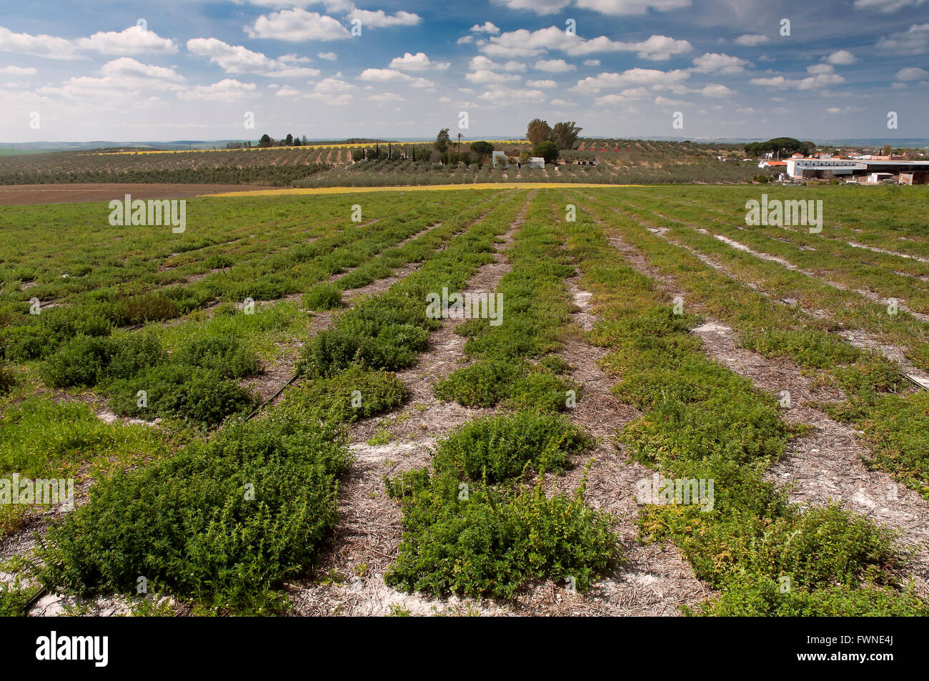 El cultivo del orégano, paradas, provincia de Sevilla, en la región de Andalucía, España, Europa Foto de stock