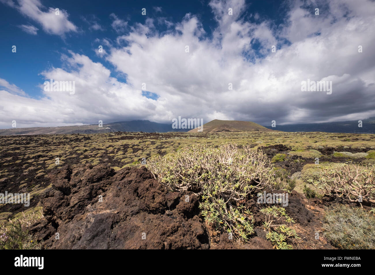El Malpaís de Güímar zona de Tenerife, cubiertas de arbustos nativos como  Tabaiba y cardón. Tenerife, Islas Canarias, España Fotografía de stock -  Alamy