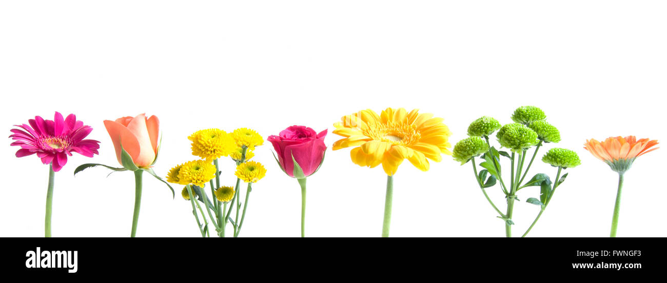 Flores en hilera Imágenes recortadas de stock - Alamy