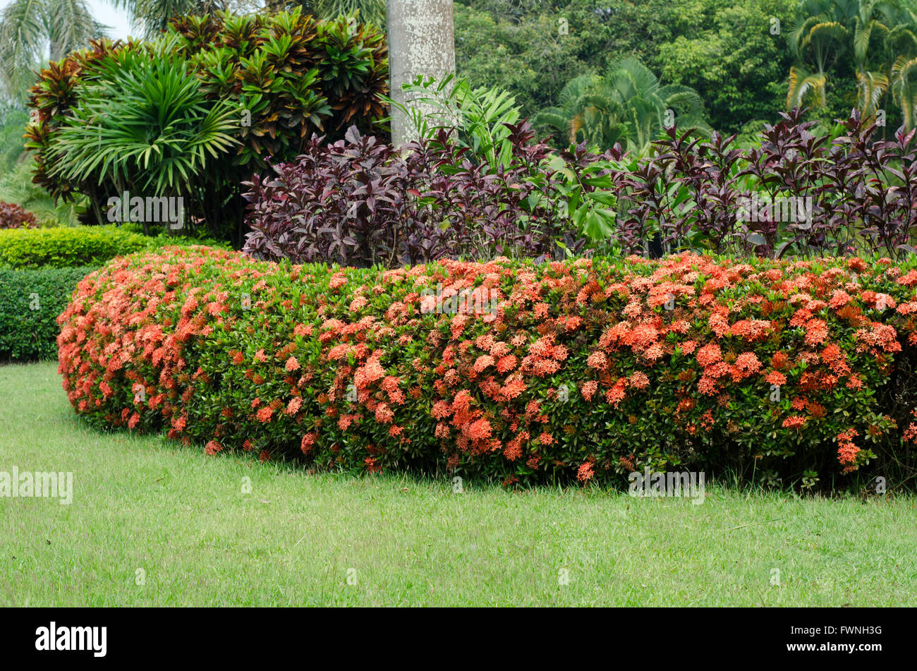 En el jardín de flores Ixora Fotografía de stock - Alamy