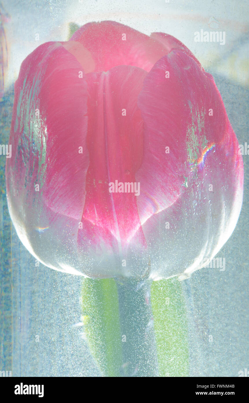 Acercamiento a pink tulip en agua Foto de stock