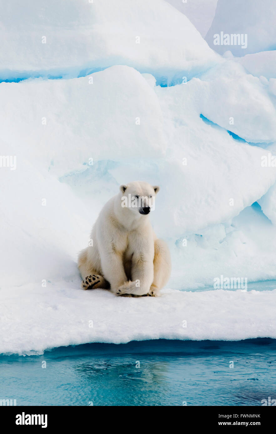 El oso polar (Ursus maritimus) sobre el Hielo ártico, WILD Foto de stock