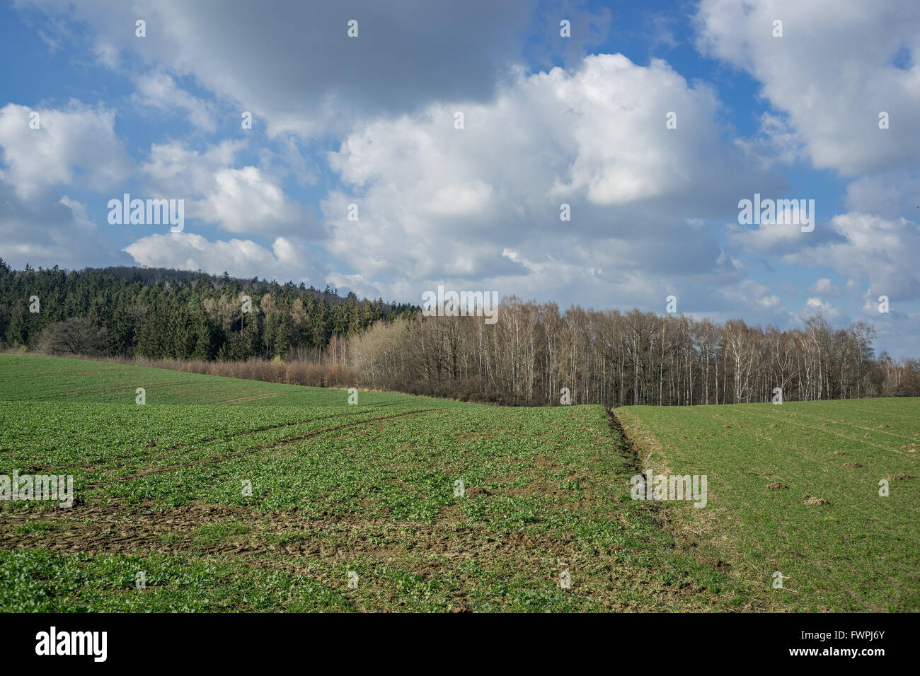 Muelle soleado cielo con nubes,germina campos verdes y obstaculizar la Baja Silesia Nieder Schlesien Foto de stock