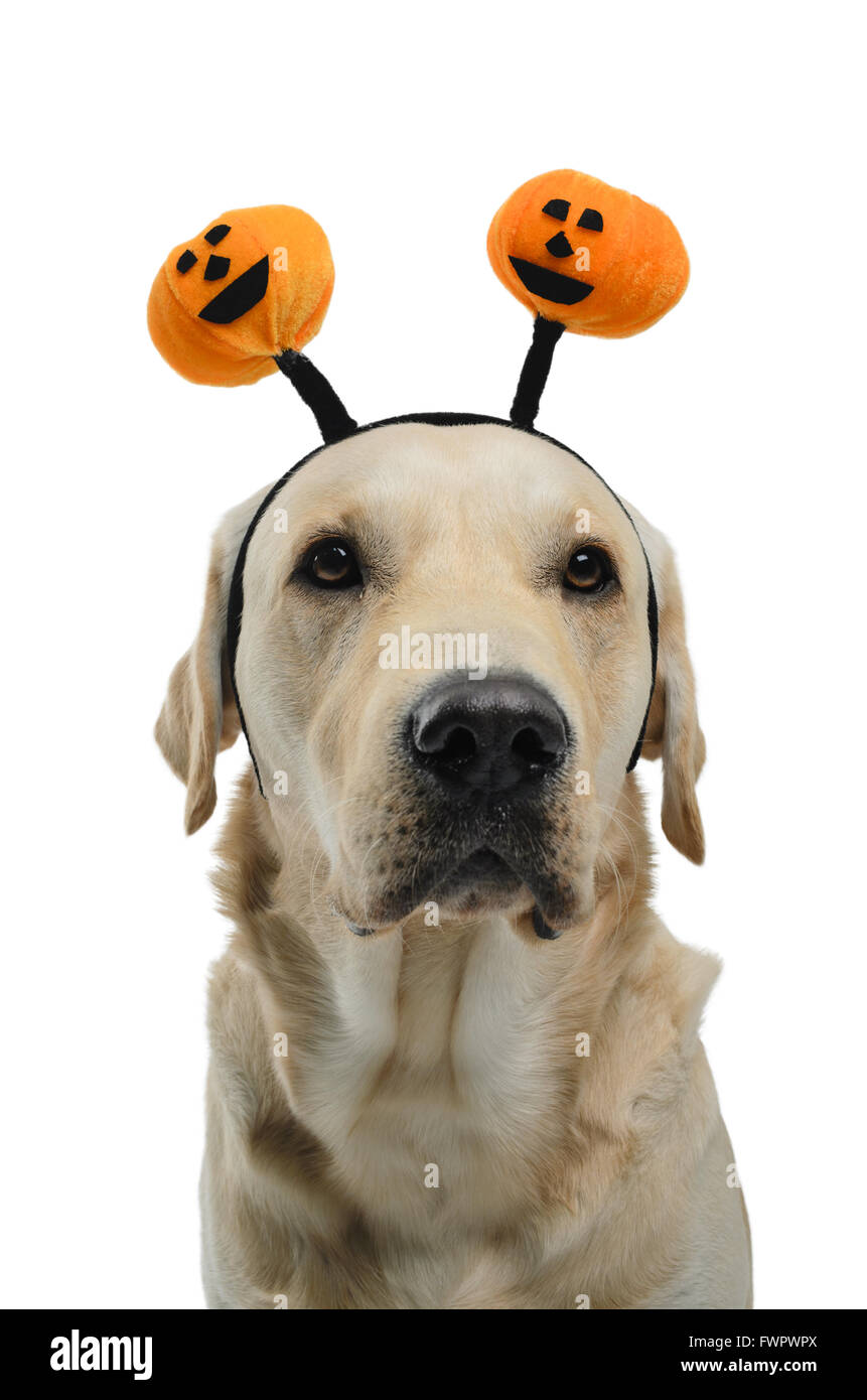 Disfraz de halloween para mascotas fotografías e imágenes de alta  resolución - Página 7 - Alamy