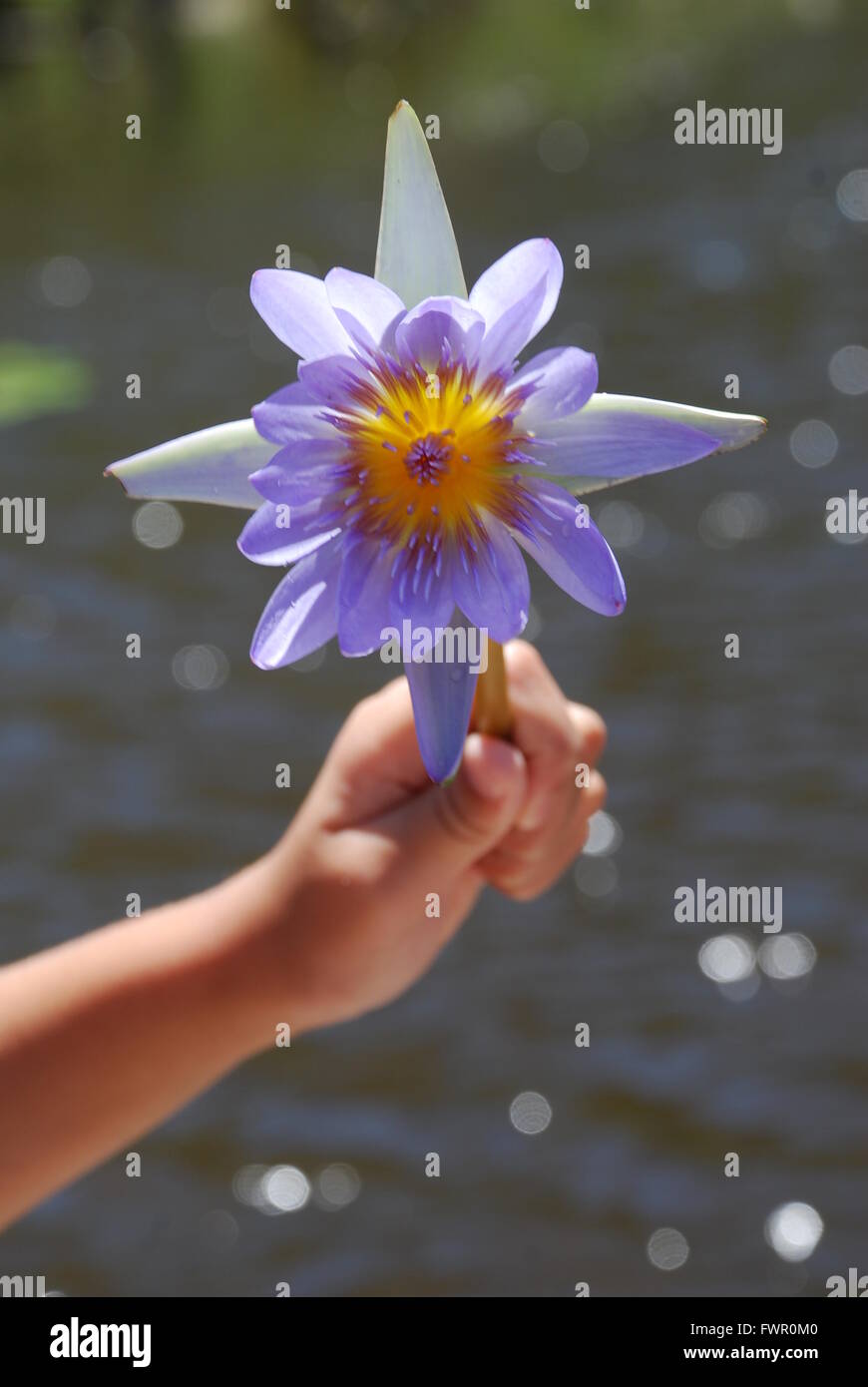 Impresionante con flor azul centelleante río telón de fondo Foto de stock