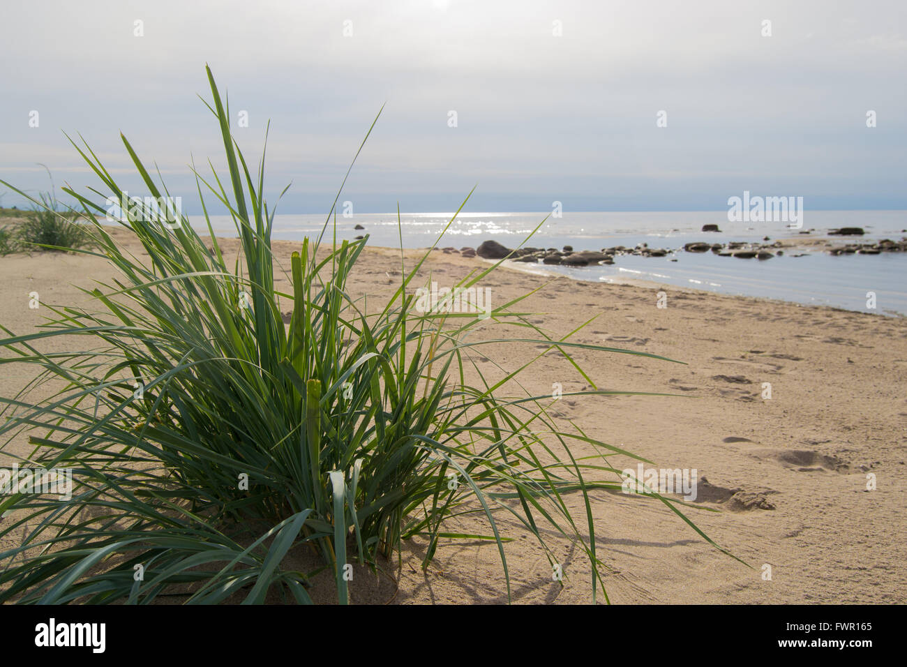 Cañas de mar sobre la playa aislada por el mar Foto de stock