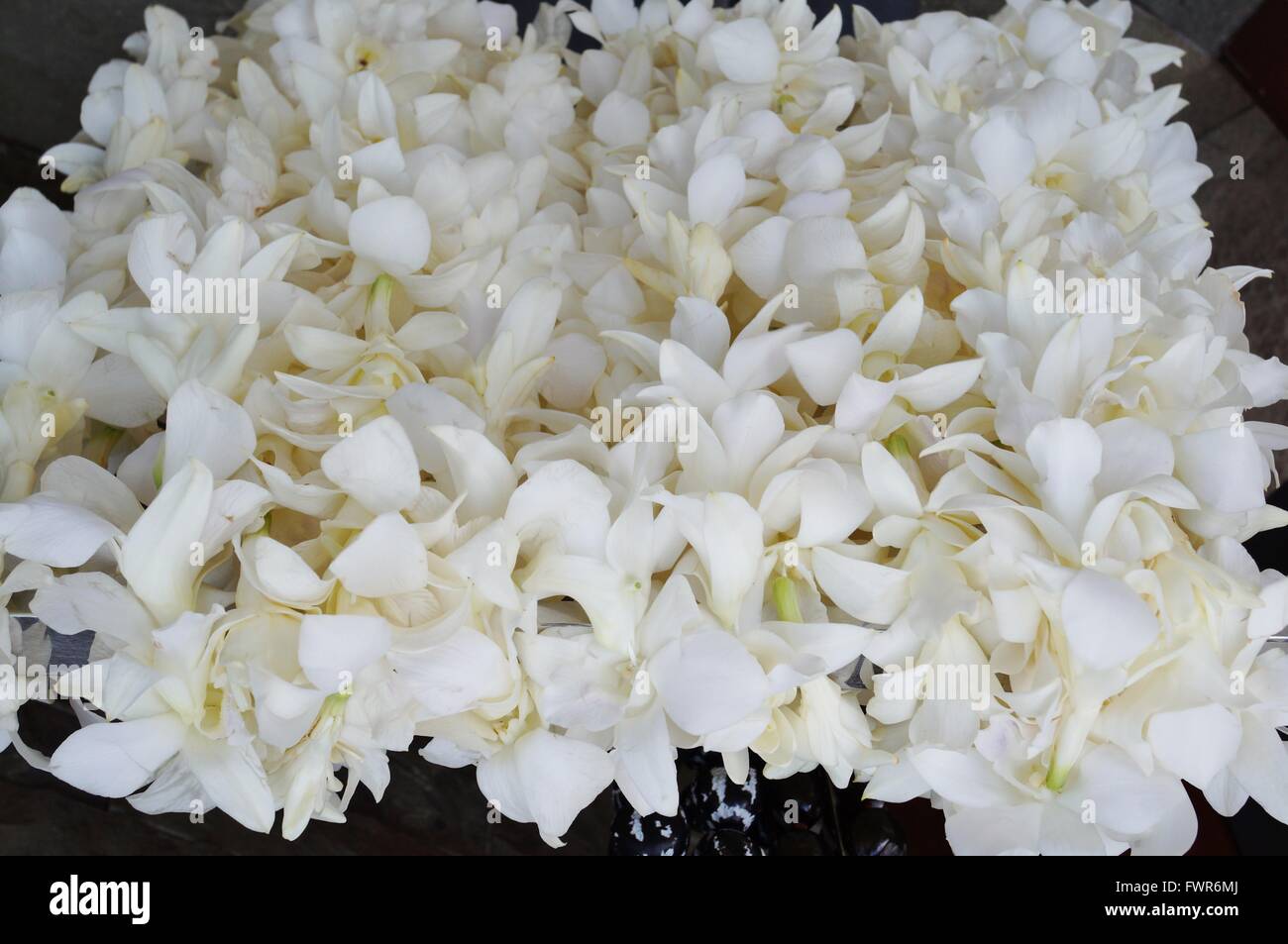 Flor de nardo fotografías e imágenes de alta resolución - Alamy