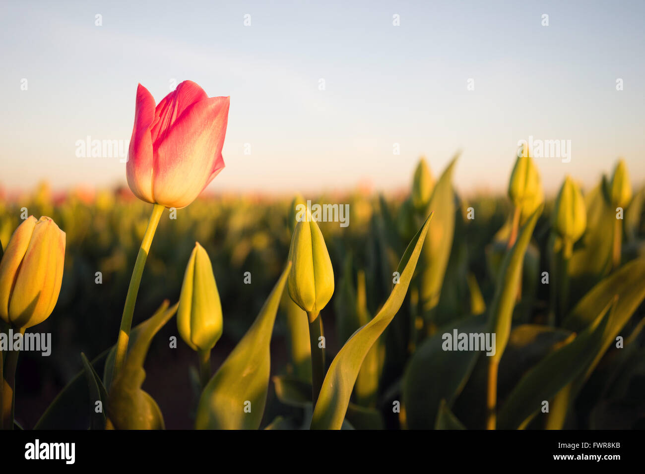 Solo Rosa Tulip curvas apertura agrícola primero Flower Farm Foto de stock