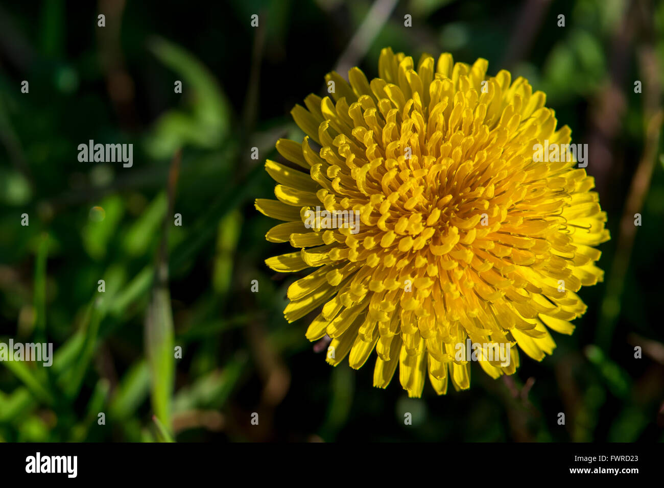 El muelle amarillo flor diente de león en luz natural Foto de stock