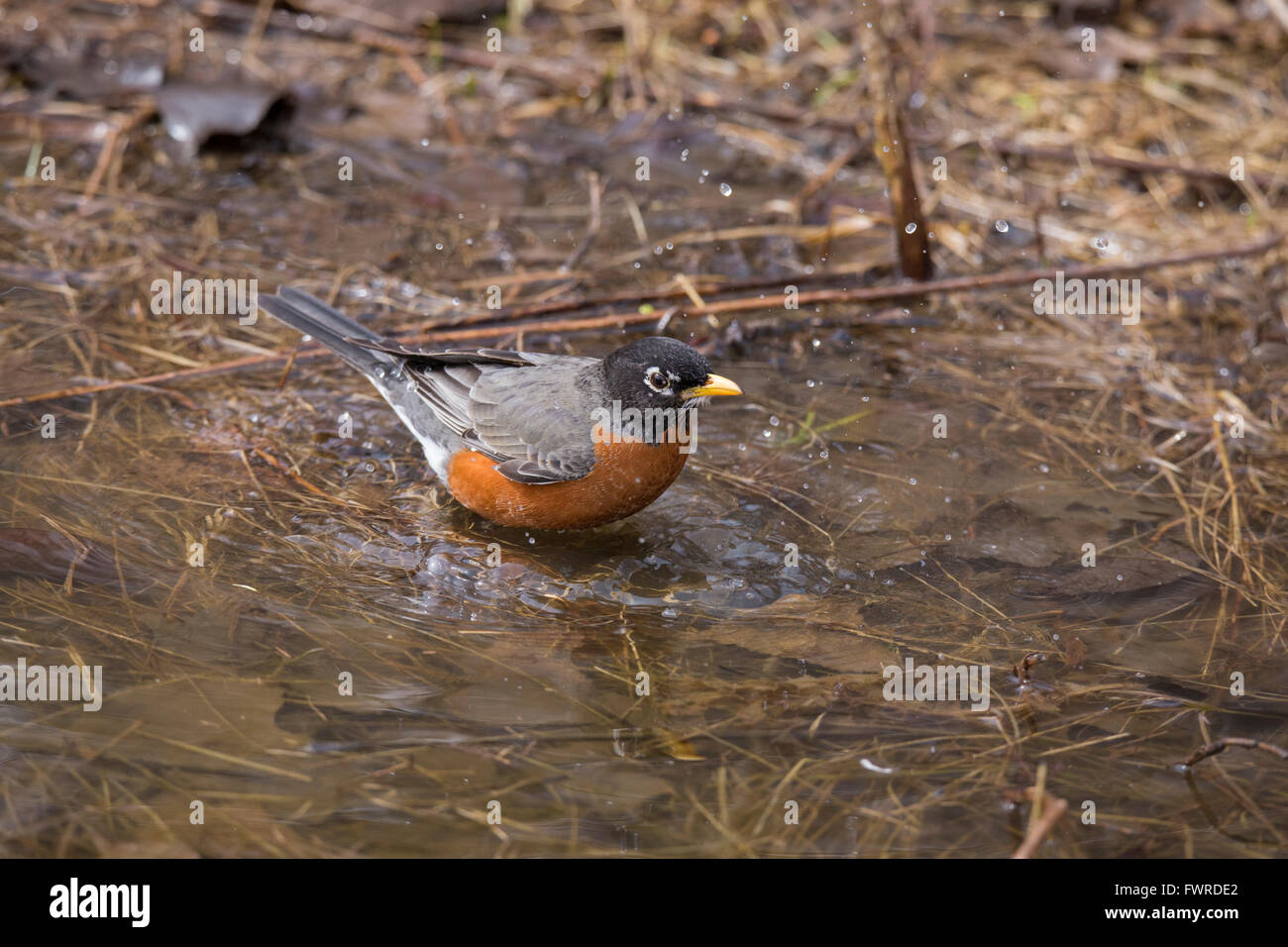 American Robin (Turdus migratorius) a principios de la primavera. Foto de stock