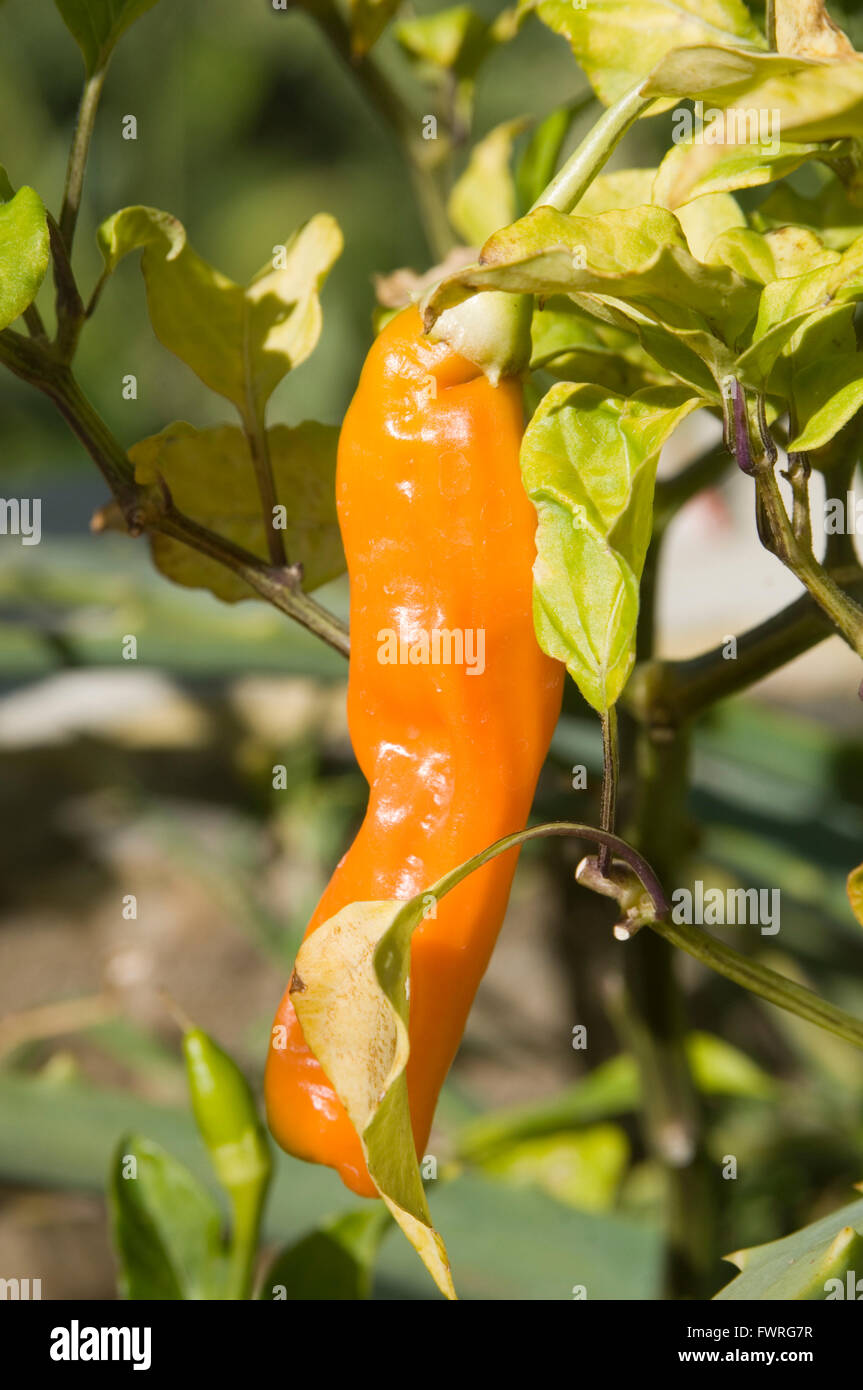 Ají chiles picantes plantas planta alimentaria sabor naranja caliente rojo Foto de stock