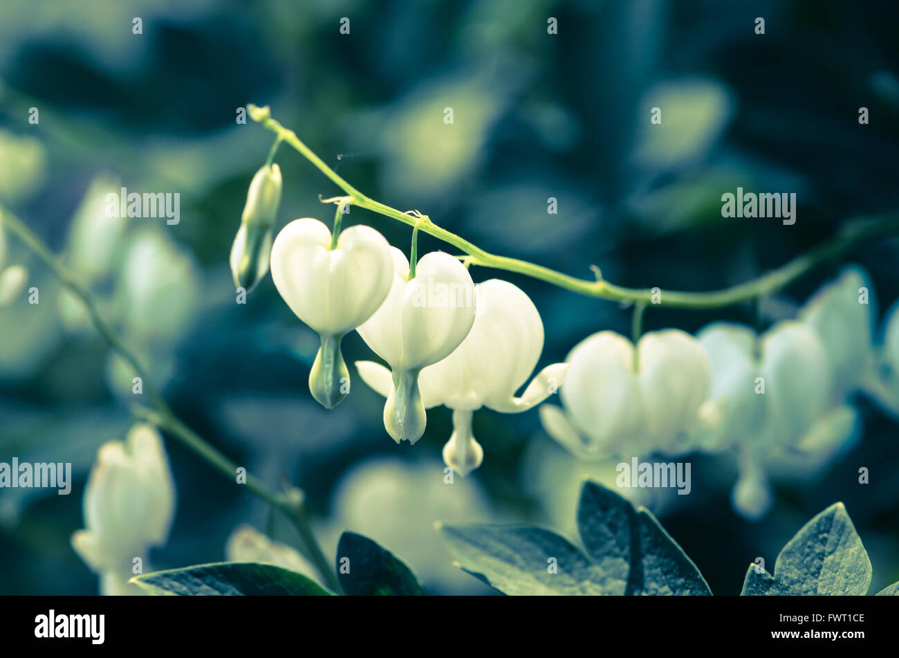 Blanca Flor en forma de corazón closeup efecto retro Foto de stock