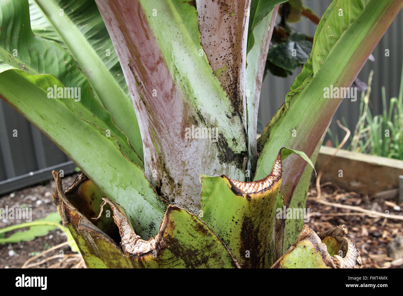 Ensete ventricosum abisinio, tronco de plátano Foto de stock