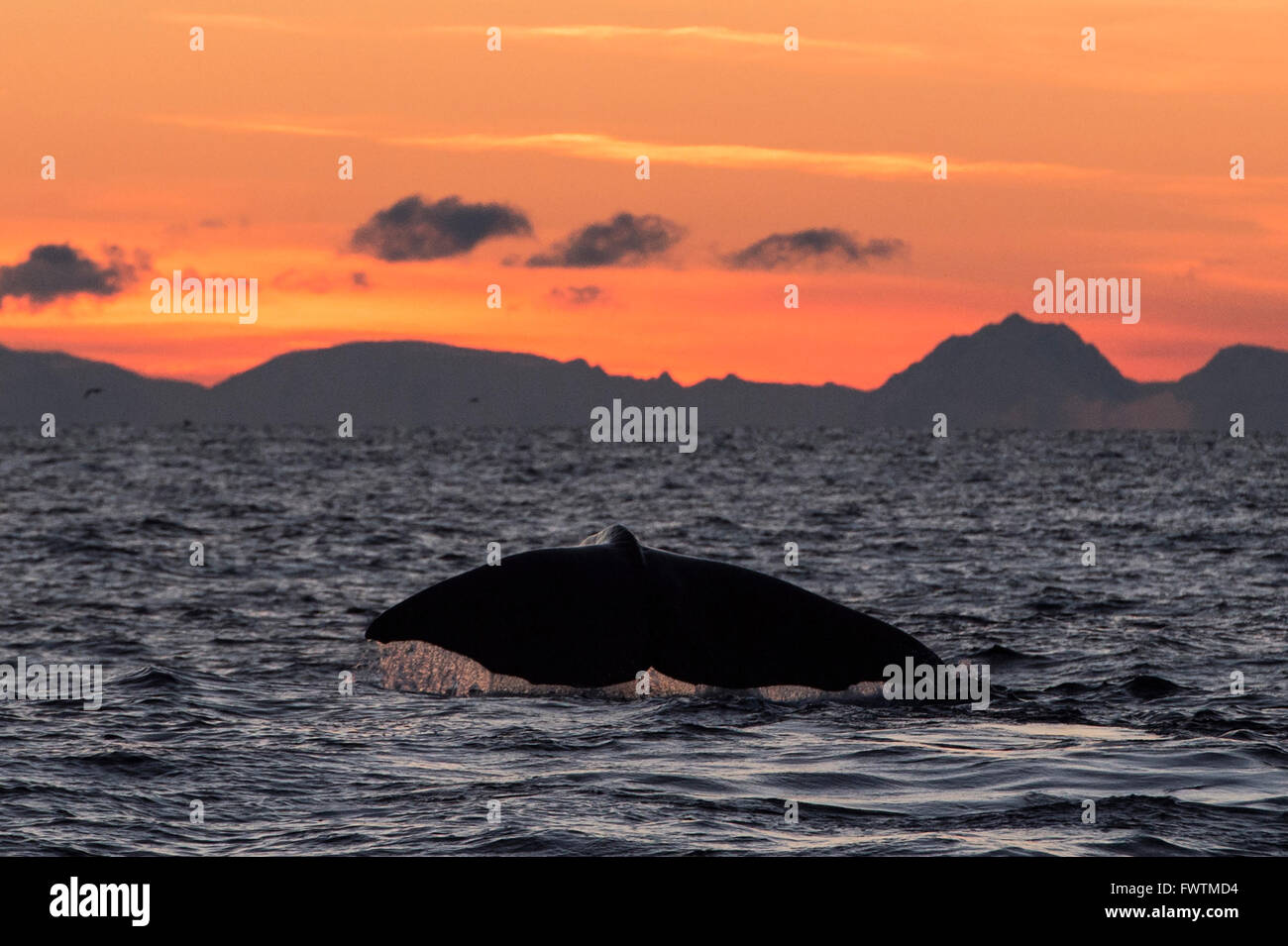 La ballena jorobada (Megaptera novaeangliae) al atardecer fluking Andenes, Vesteralen, Noruega, Escandinavia, Europa Foto de stock