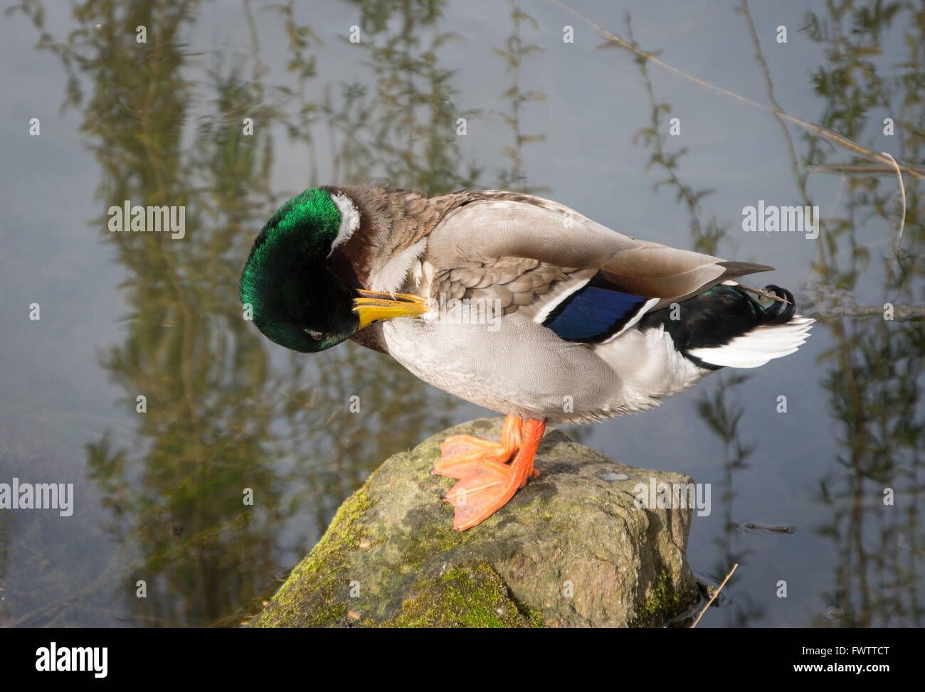 Macho el ánade real (Anas platyrhynchos) posado sobre una roca en un estanque acicalarse sus plumas Foto de stock