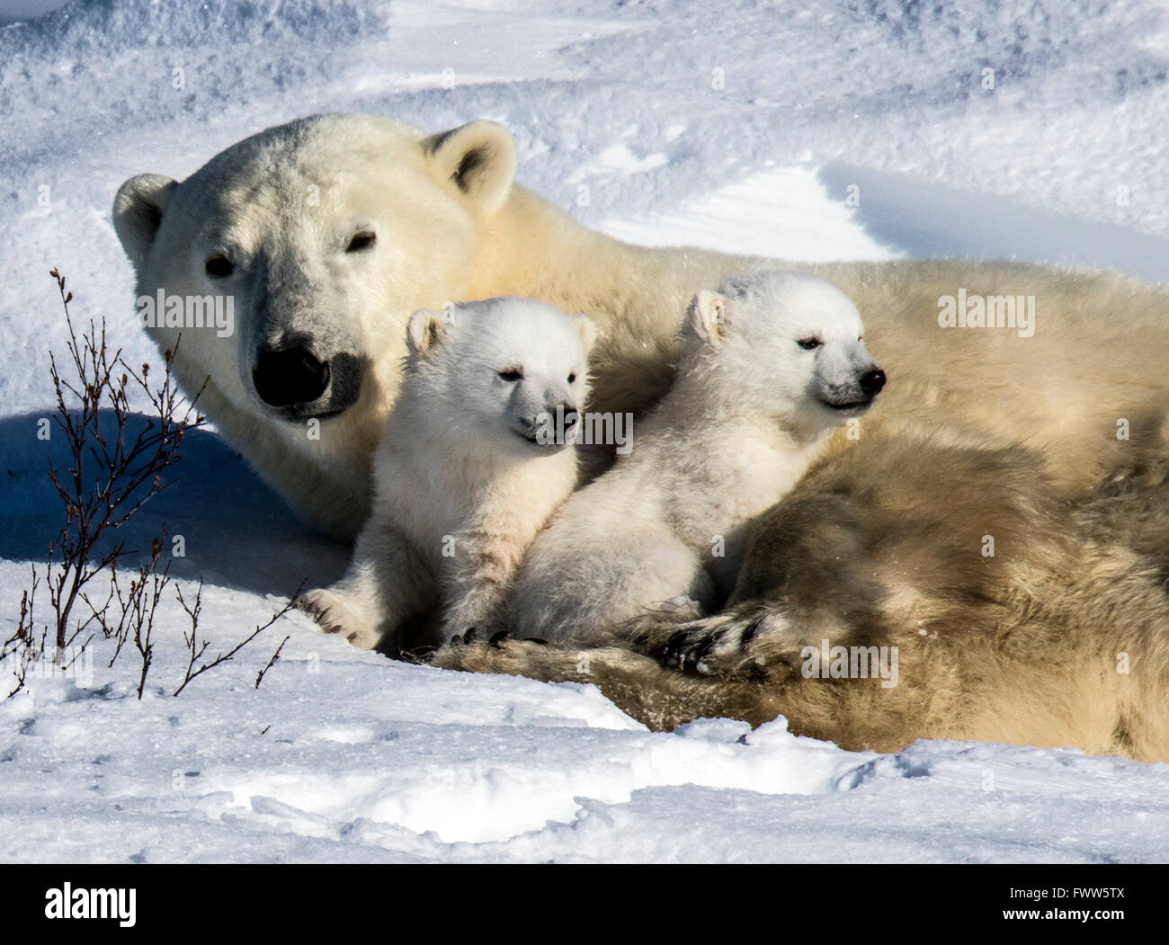 Osos polares bebé fotografías e imágenes de alta resolución - Alamy