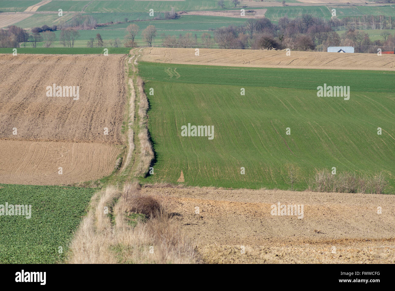 Aró colinas verdes campos germinando el grano Baja Silesia Polonia Foto de stock